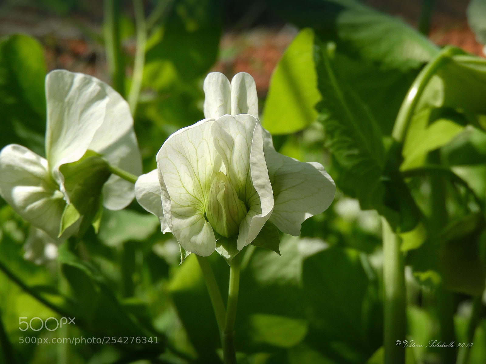 Nikon Coolpix B700 sample photo. Pea flower photography