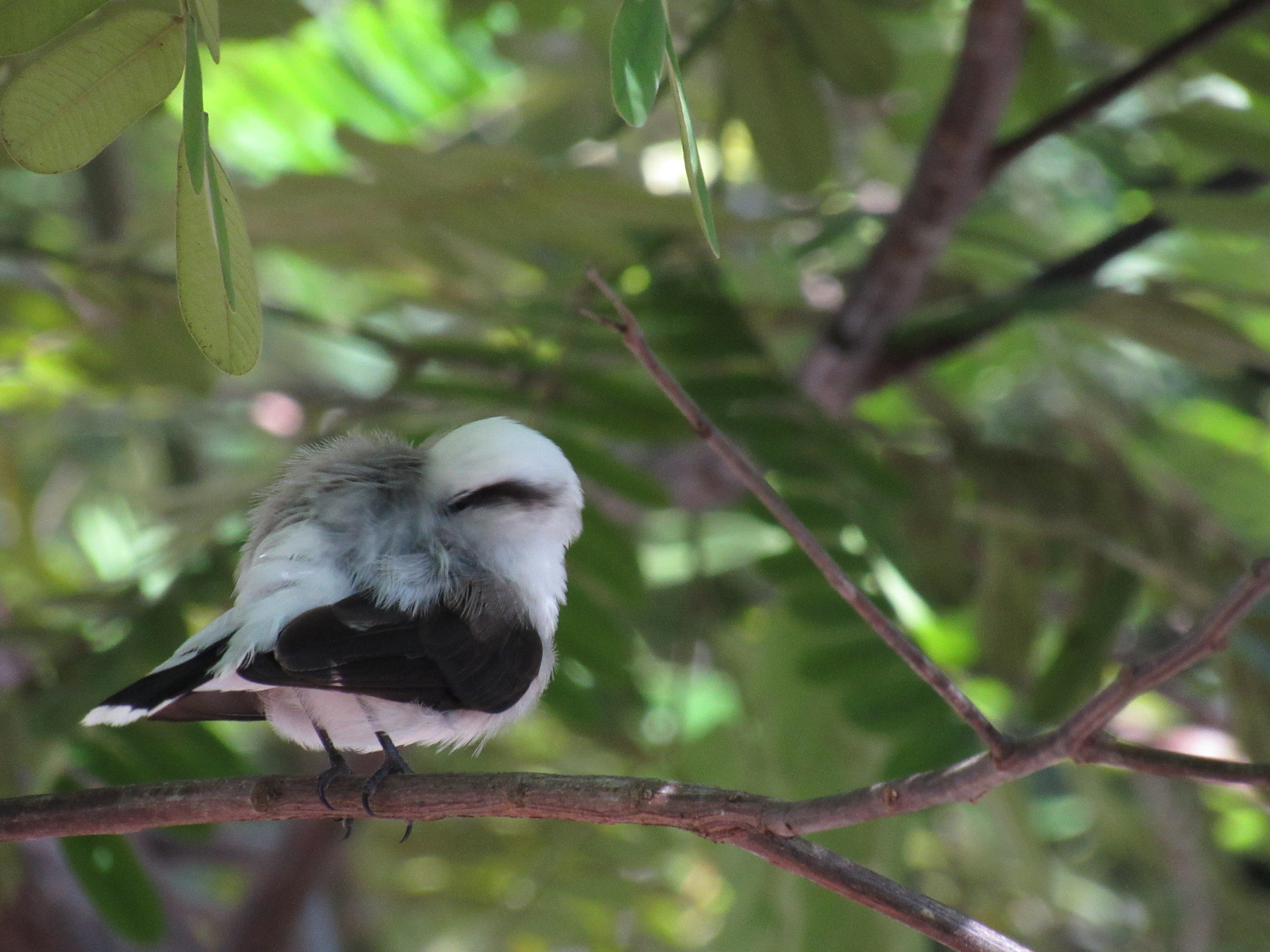 Canon PowerShot SX520 HS sample photo. Fluvicola nengeta photography