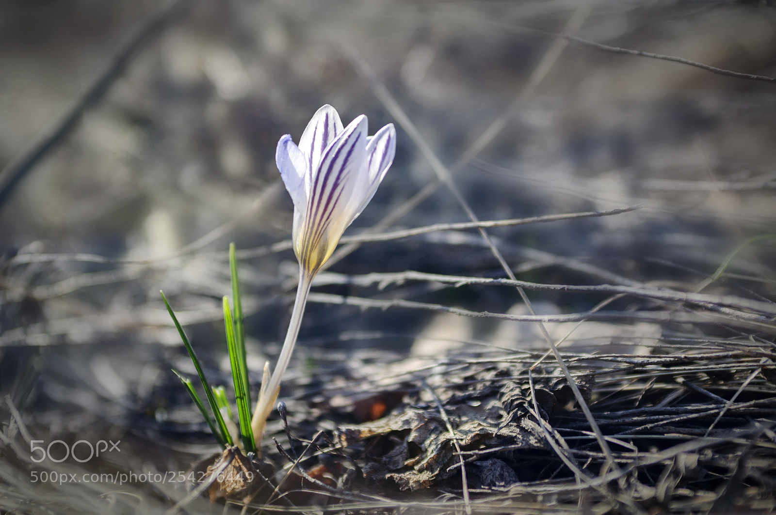Nikon D90 sample photo. ... photography