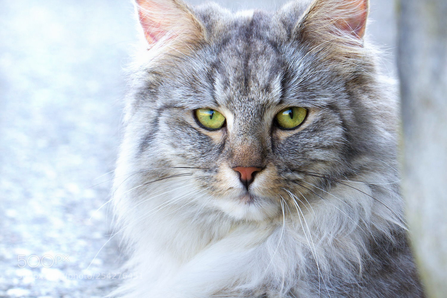 Canon EOS 7D sample photo. Hanna photography