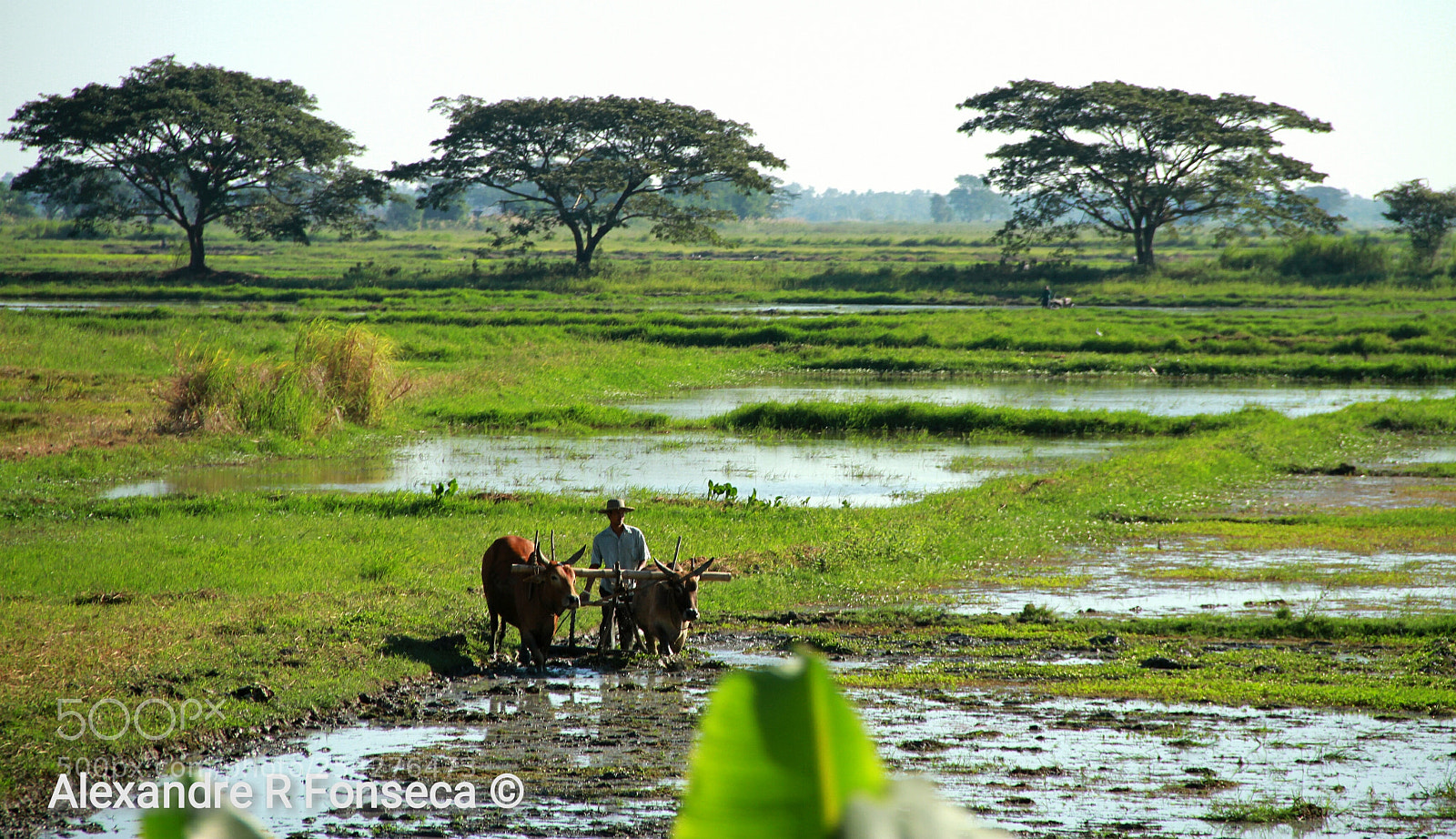 Canon EOS 7D sample photo. Rice plantation photography