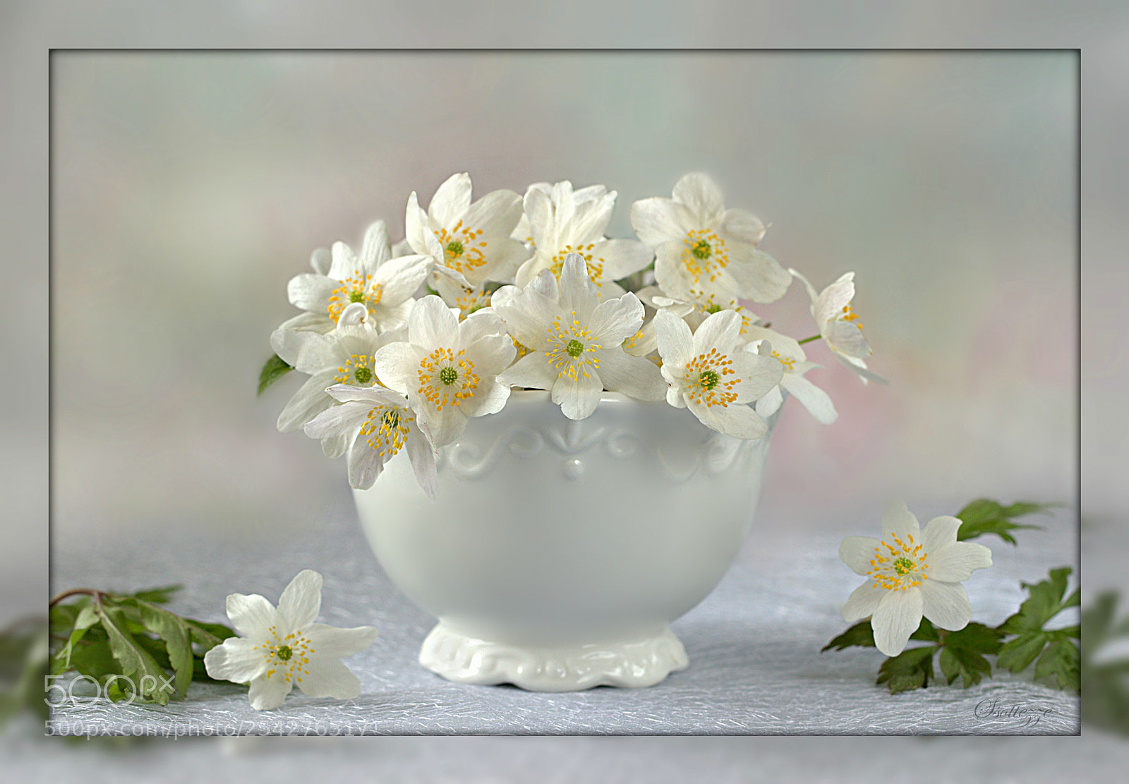 Canon EOS 600D (Rebel EOS T3i / EOS Kiss X5) sample photo. Anemones photography