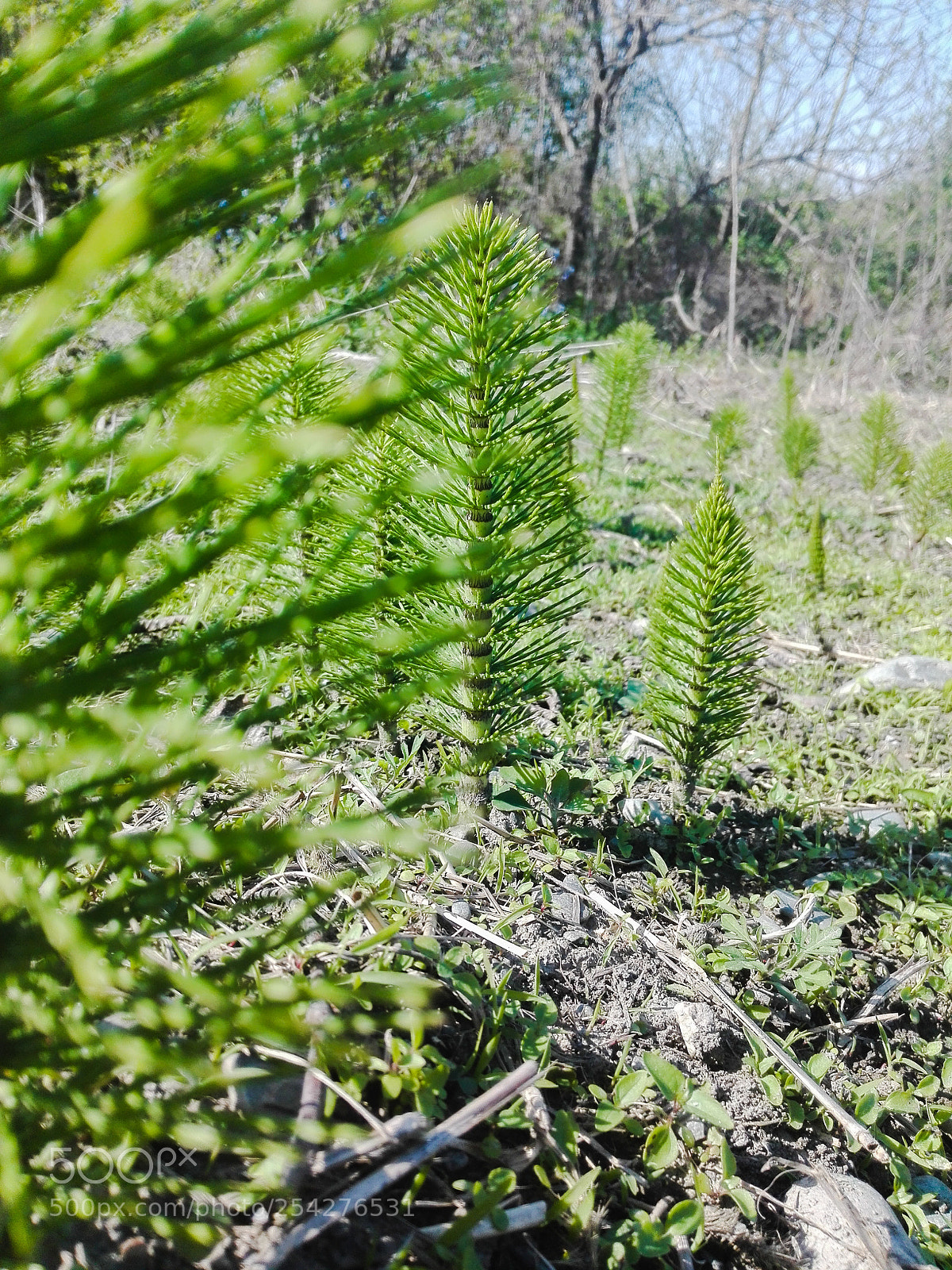 HUAWEI P8 Lite sample photo. Untitled photography