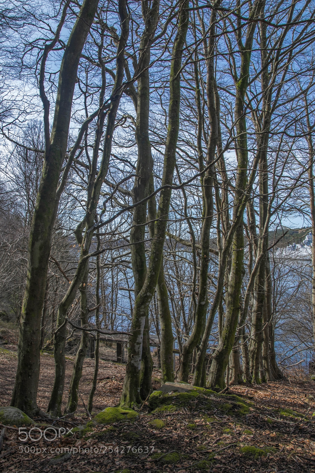 Nikon D5300 sample photo. The line-up photography