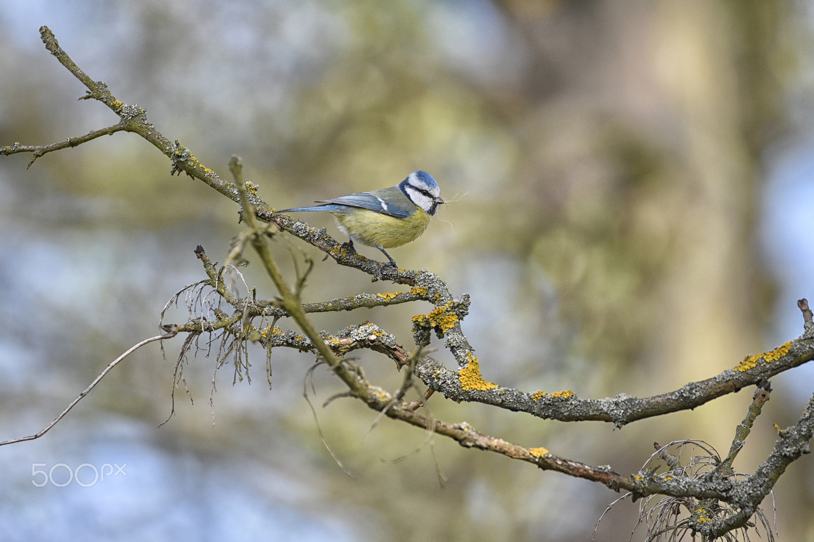 Nikon D7200 + Sigma 150-600mm F5-6.3 DG OS HSM | C sample photo. Modřinka photography