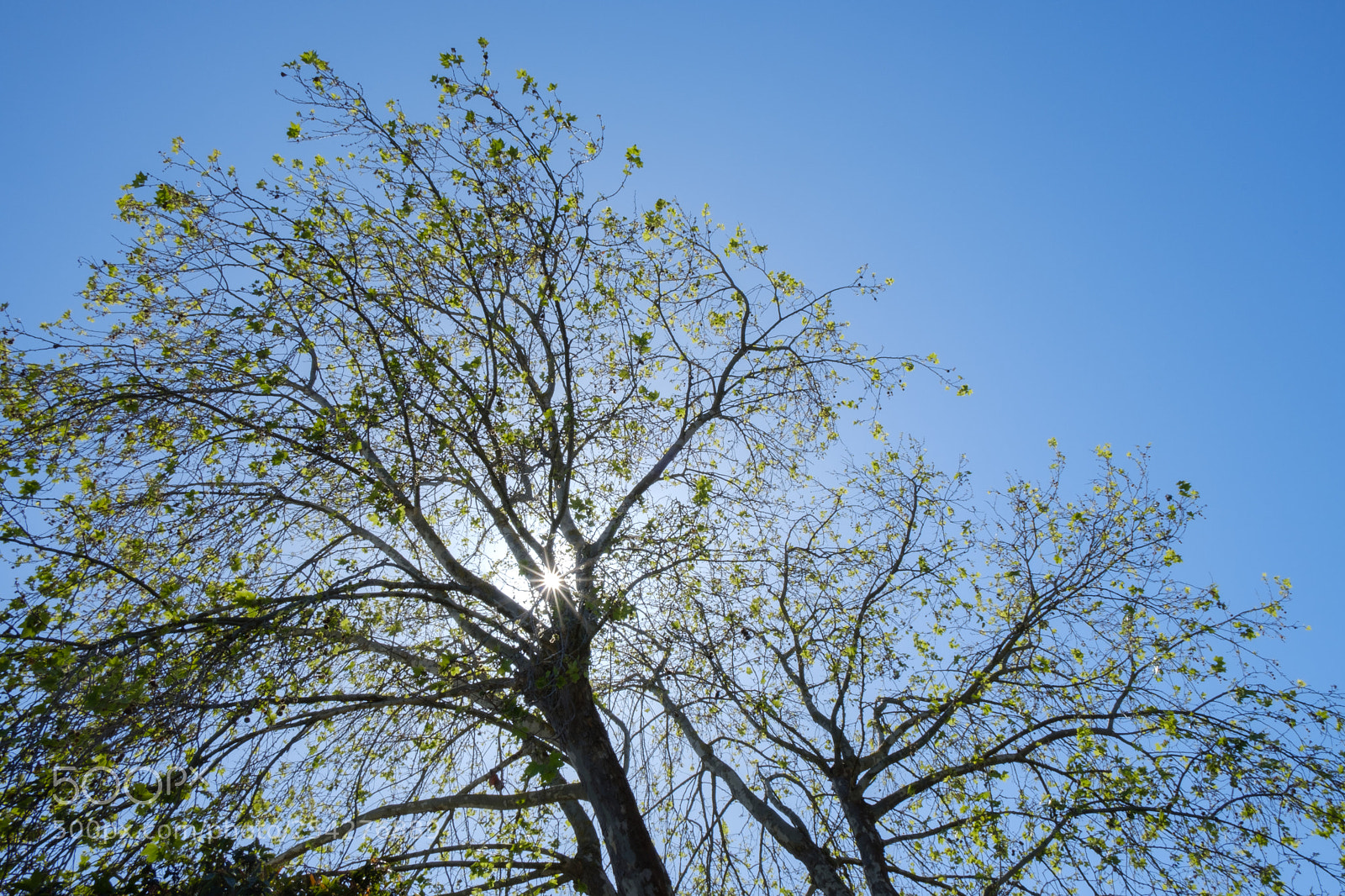 Fujifilm X-T2 sample photo. Trees ii photography