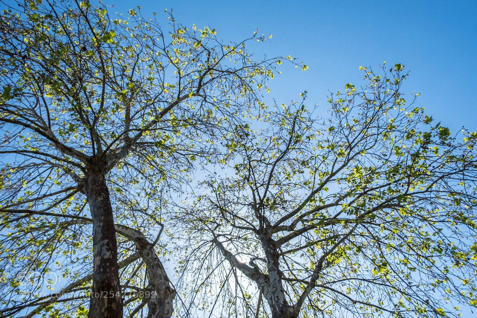 Fujifilm X-T2 sample photo. Trees ii photography