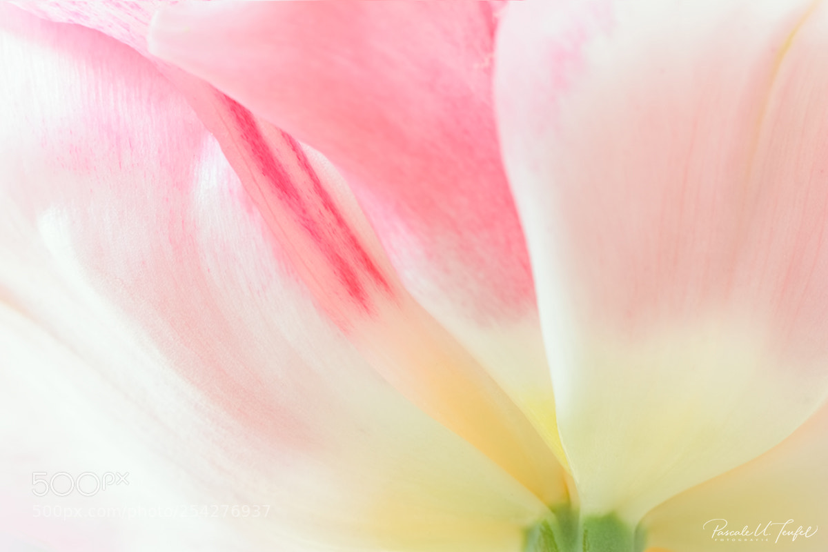 Nikon D5200 sample photo. A whiff of spring photography