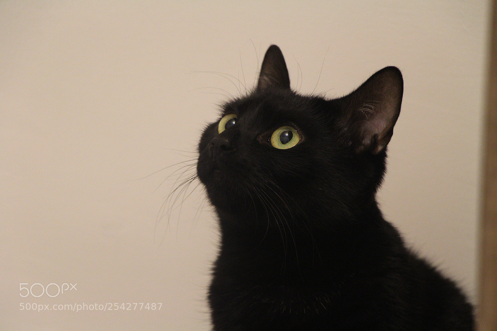 Canon EOS 700D (EOS Rebel T5i / EOS Kiss X7i) sample photo. Img photography