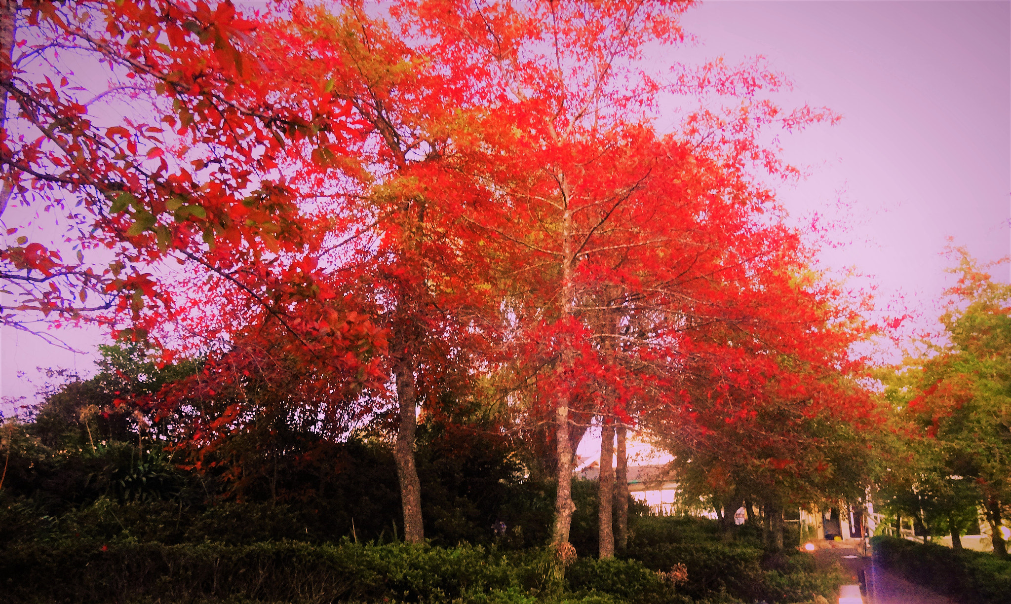 Sony Cyber-shot DSC-HX30V sample photo. Early morning walk, blue mountain nsw photography