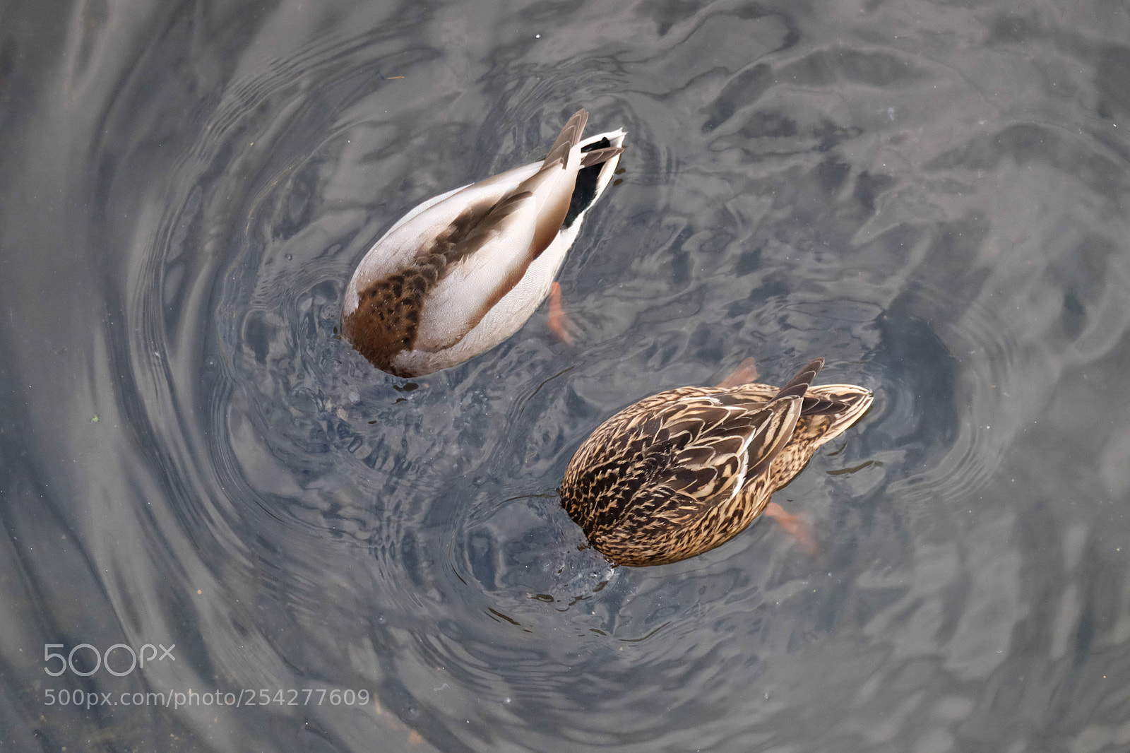 Fujifilm X-T10 sample photo. Bird life photography