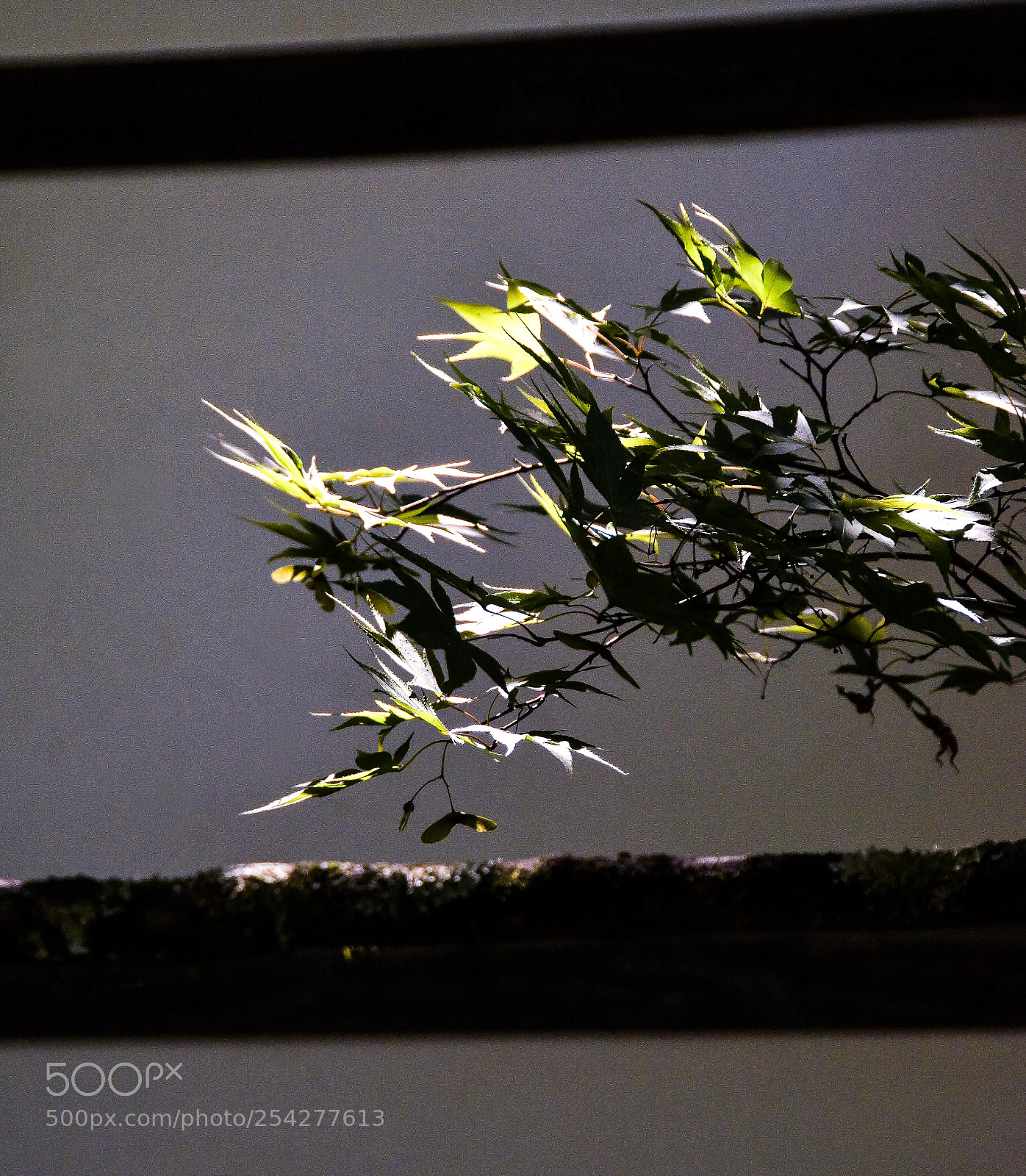 Nikon D7100 sample photo. Framework of light photography