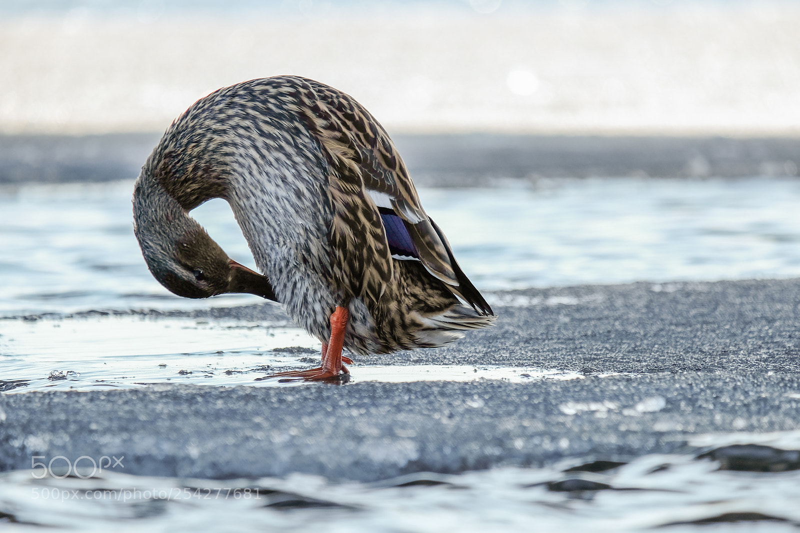 Fujifilm X-T10 sample photo. Bird life photography