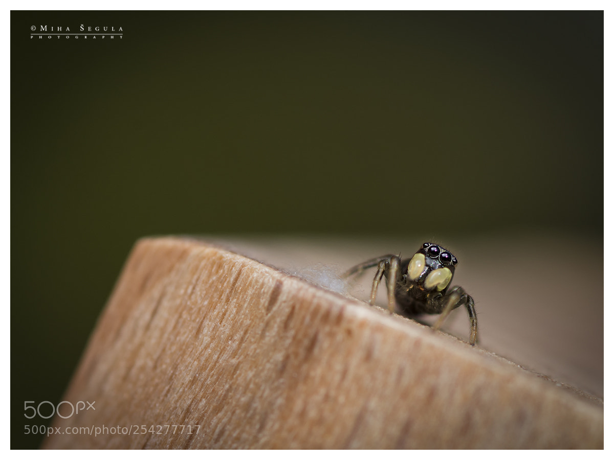 Nikon D7100 sample photo. (669) photography