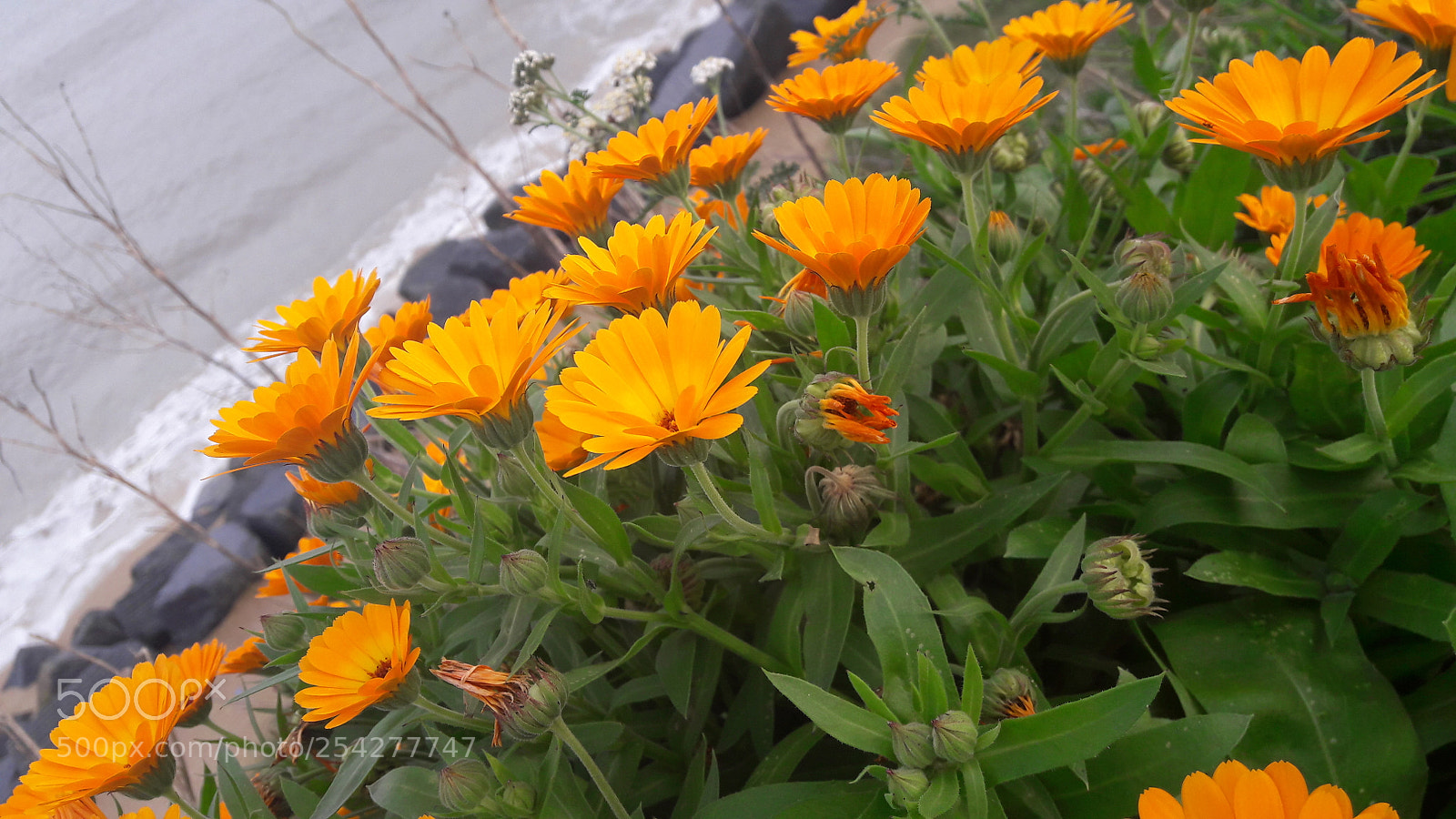 Samsung Galaxy A5(2016) sample photo. 20150101_141234.jpg photography