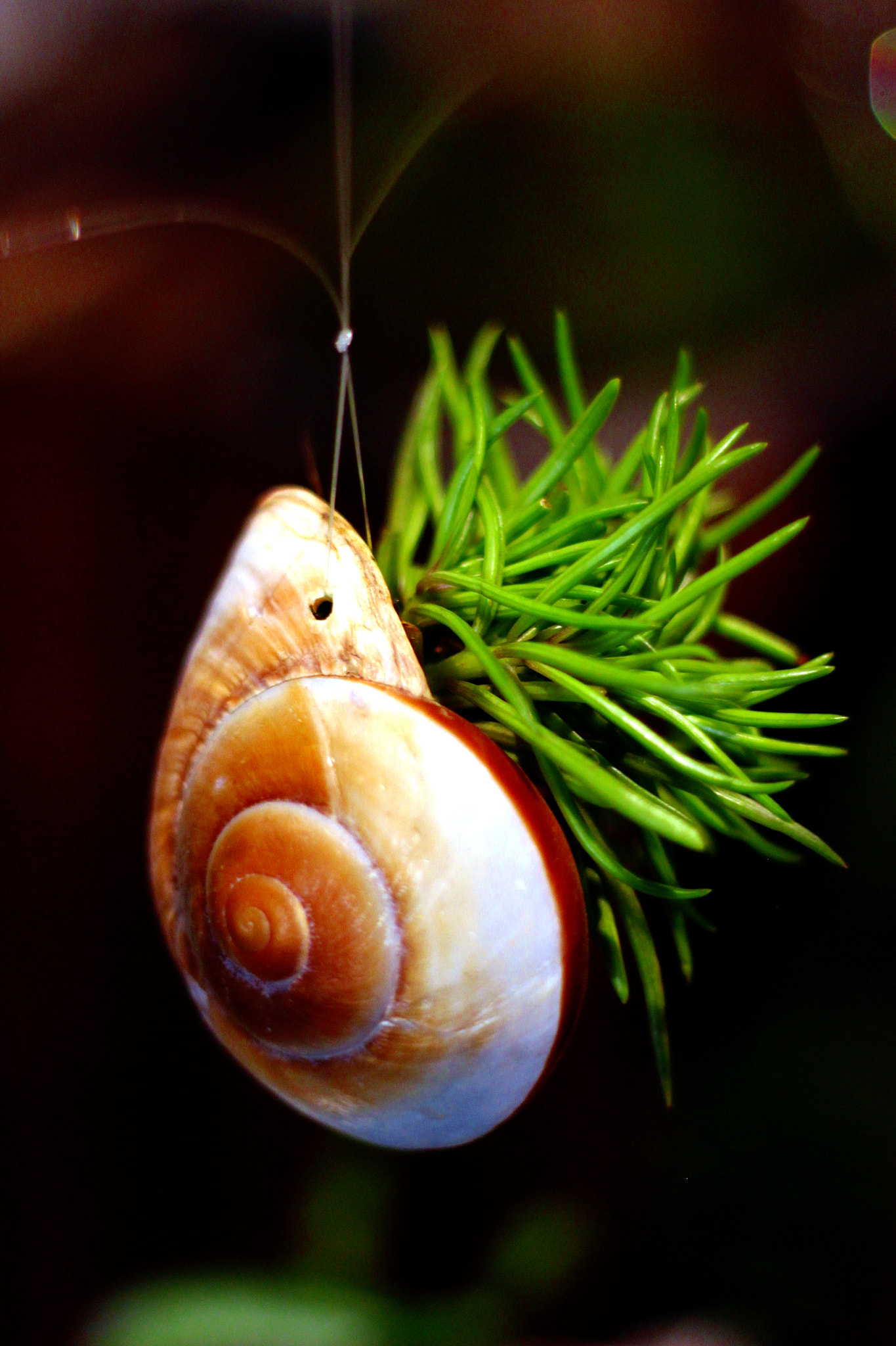 Canon EOS 1200D (EOS Rebel T5 / EOS Kiss X70 / EOS Hi) sample photo. Air plant in a seashell photography