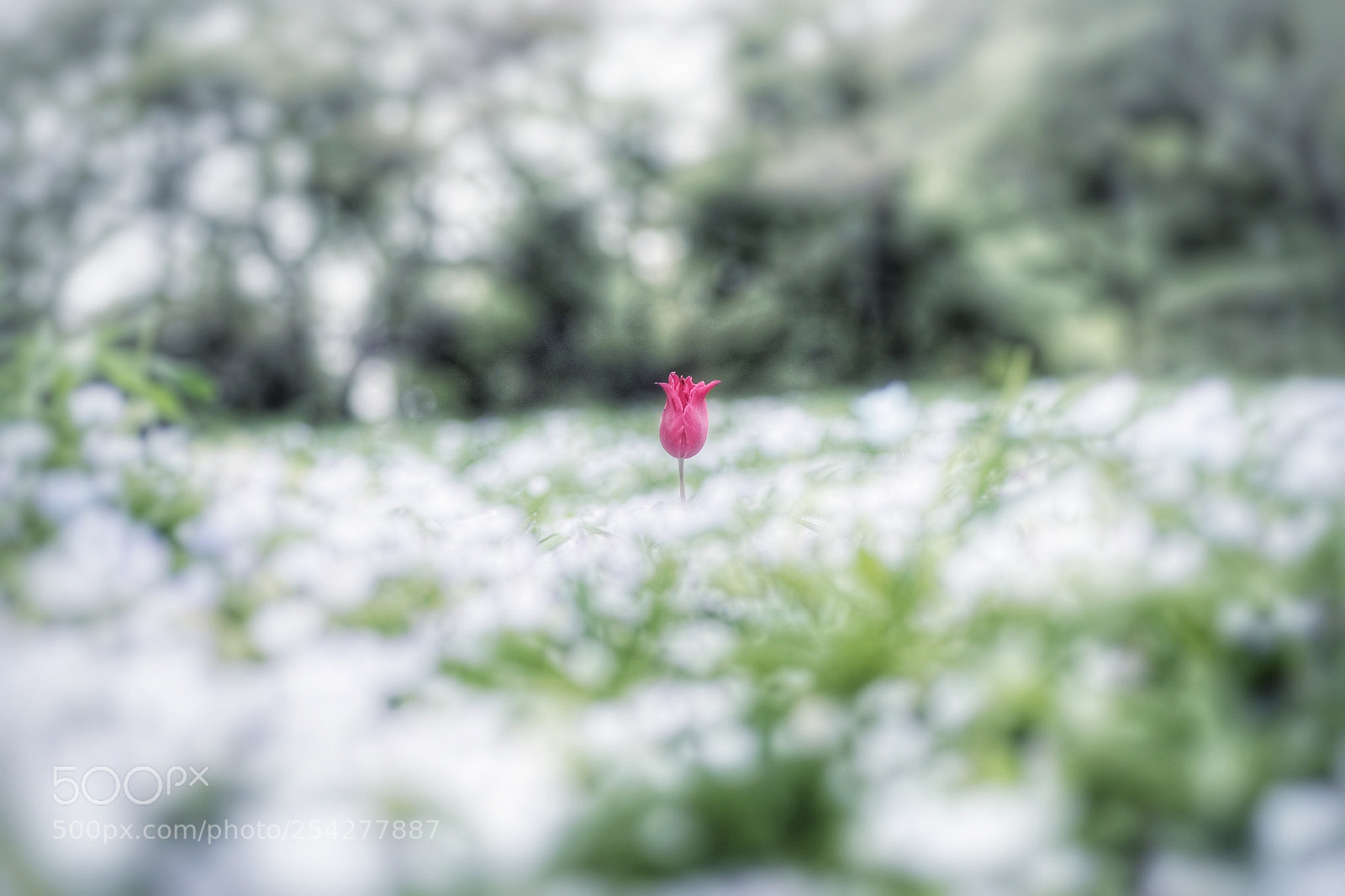 Canon EOS 6D Mark II sample photo. ネモフィラの中に… photography