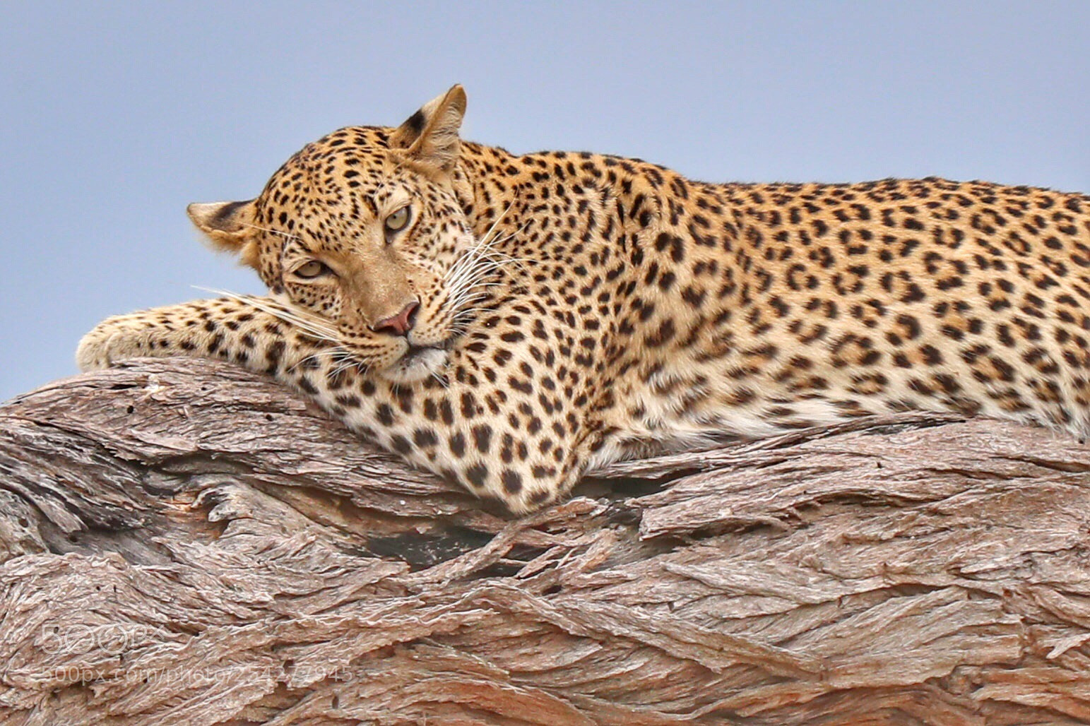Canon EOS-1D X Mark II sample photo. Botswana leopard photography