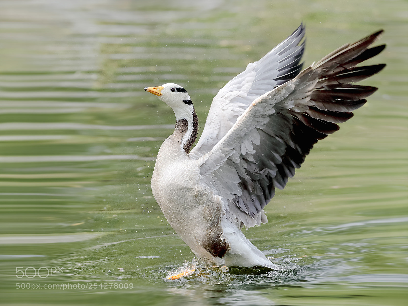 Canon EOS-1D X Mark II sample photo. 斑头雁 photography