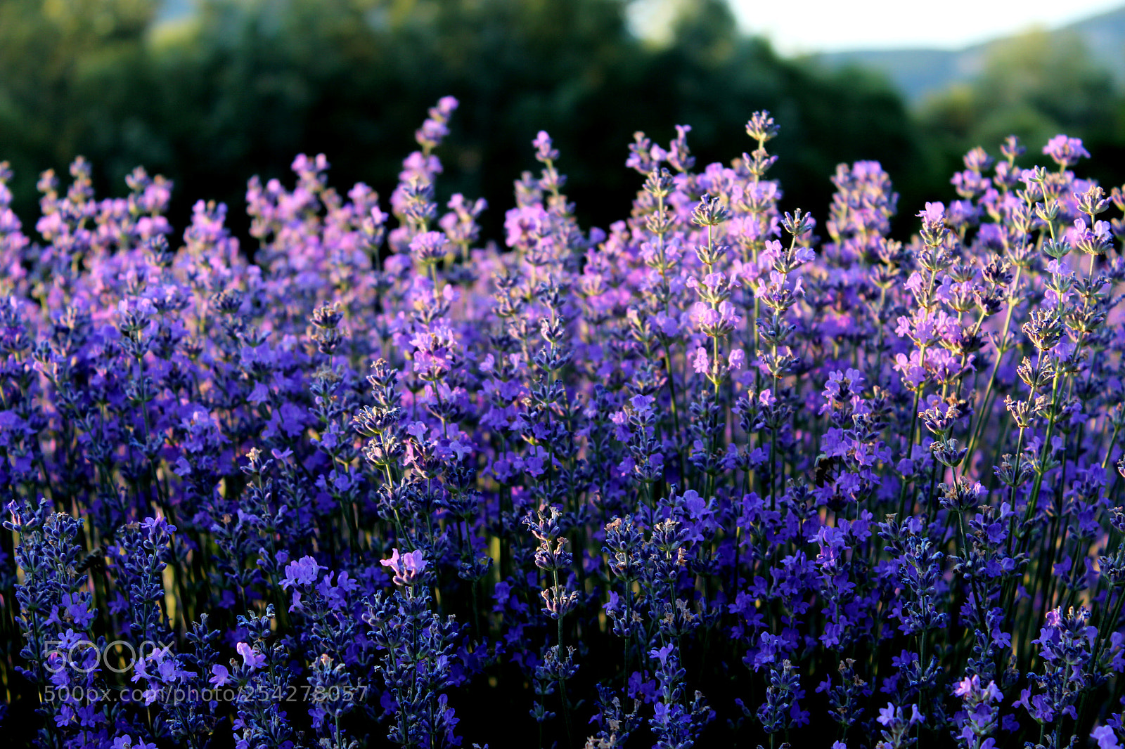 Canon EOS 600D (Rebel EOS T3i / EOS Kiss X5) sample photo. "lavender" photography