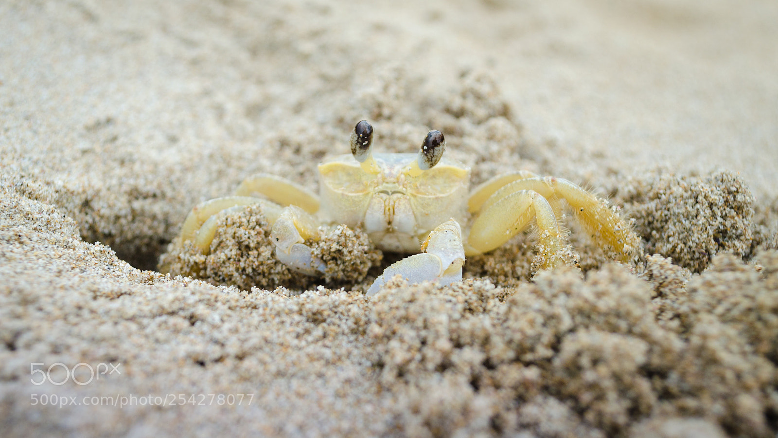 Nikon D5100 sample photo. Crab photography