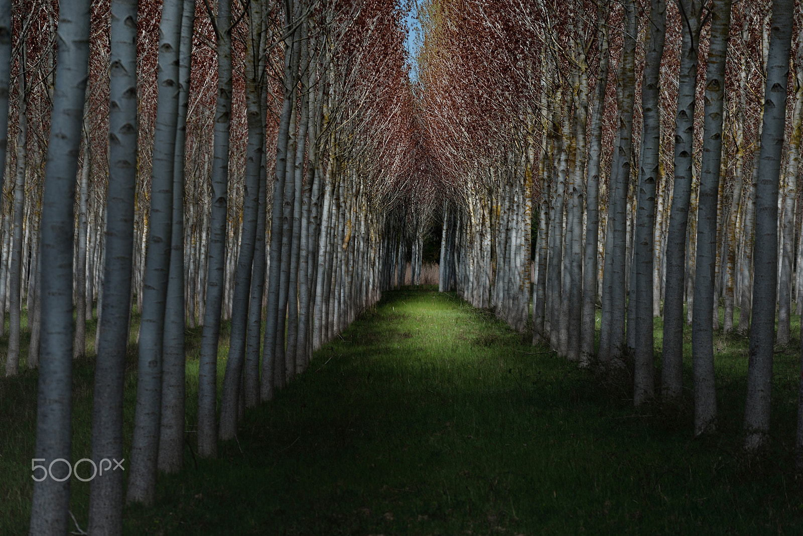 Nikon D610 sample photo. As in a grimm’s  fairy tale. photography