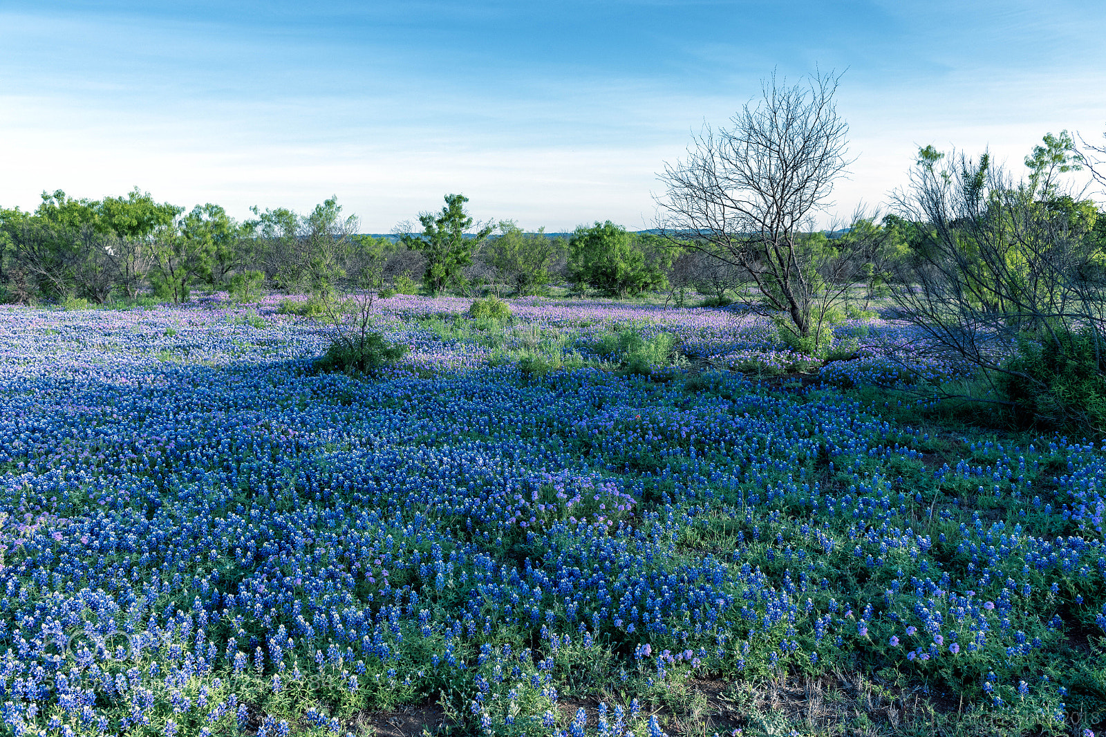 Nikon D850 sample photo. Morning bluebonnets photography
