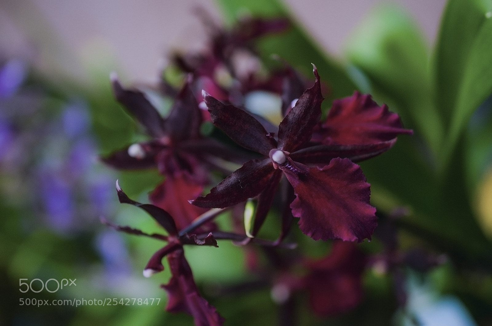 Nikon D700 sample photo. A macro-shot of a photography