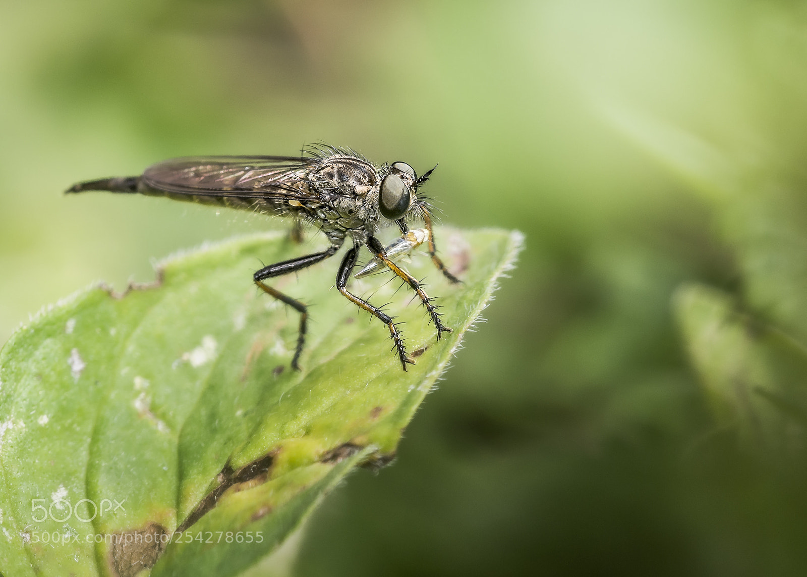Olympus OM-D E-M5 sample photo. Robber fly with prey #1 photography