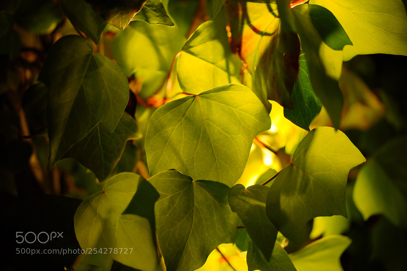 Sony a7 III sample photo. Leaves with light photography