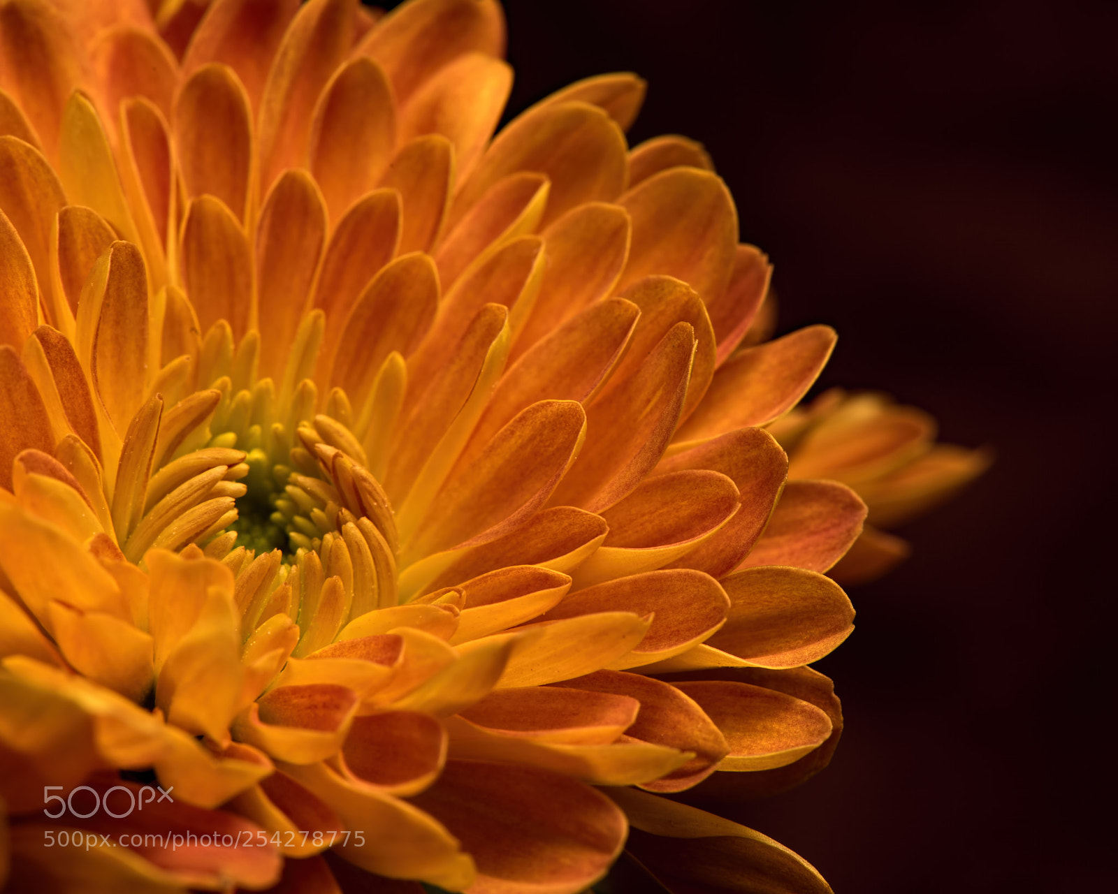 Nikon D810 sample photo. Eager photography