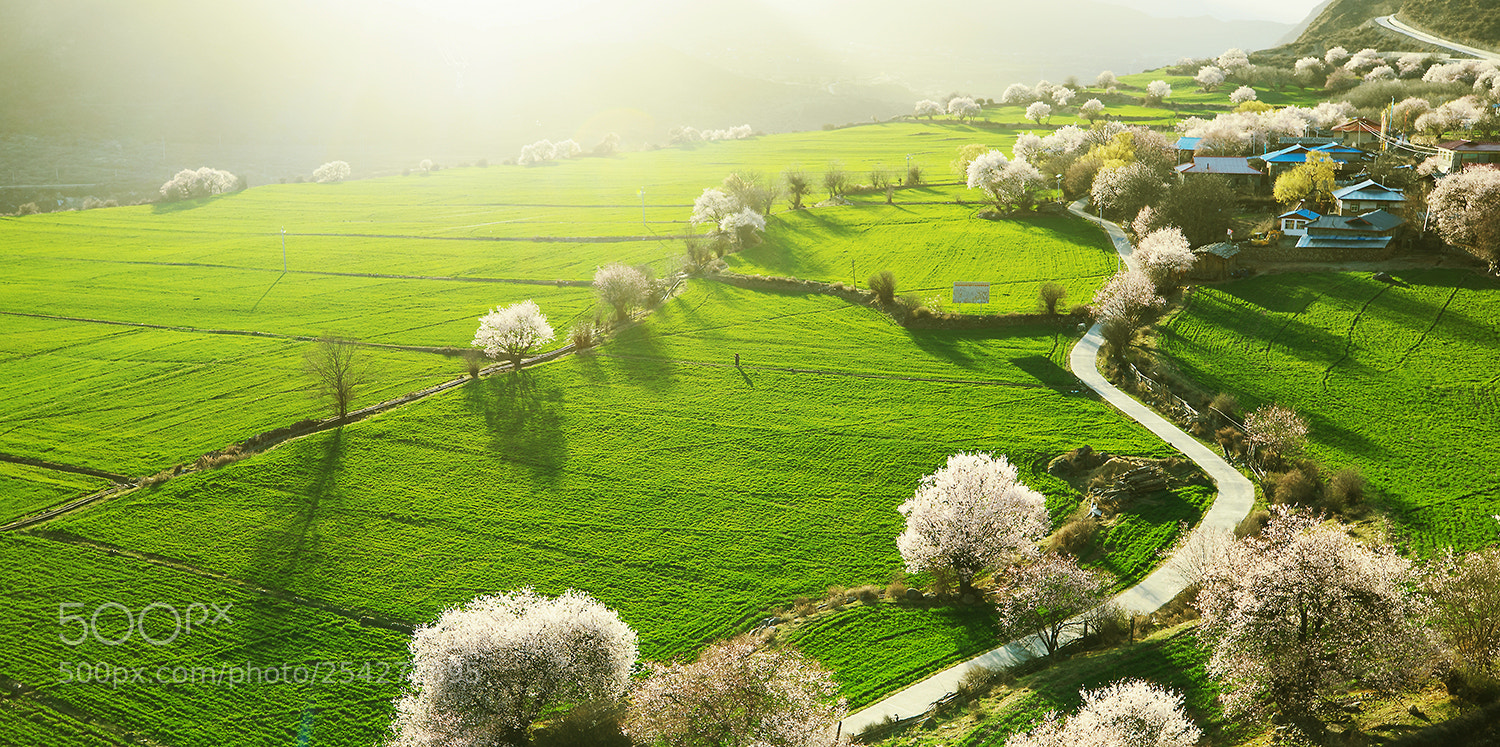 Canon EOS 5D Mark IV sample photo. Spring in tibet photography