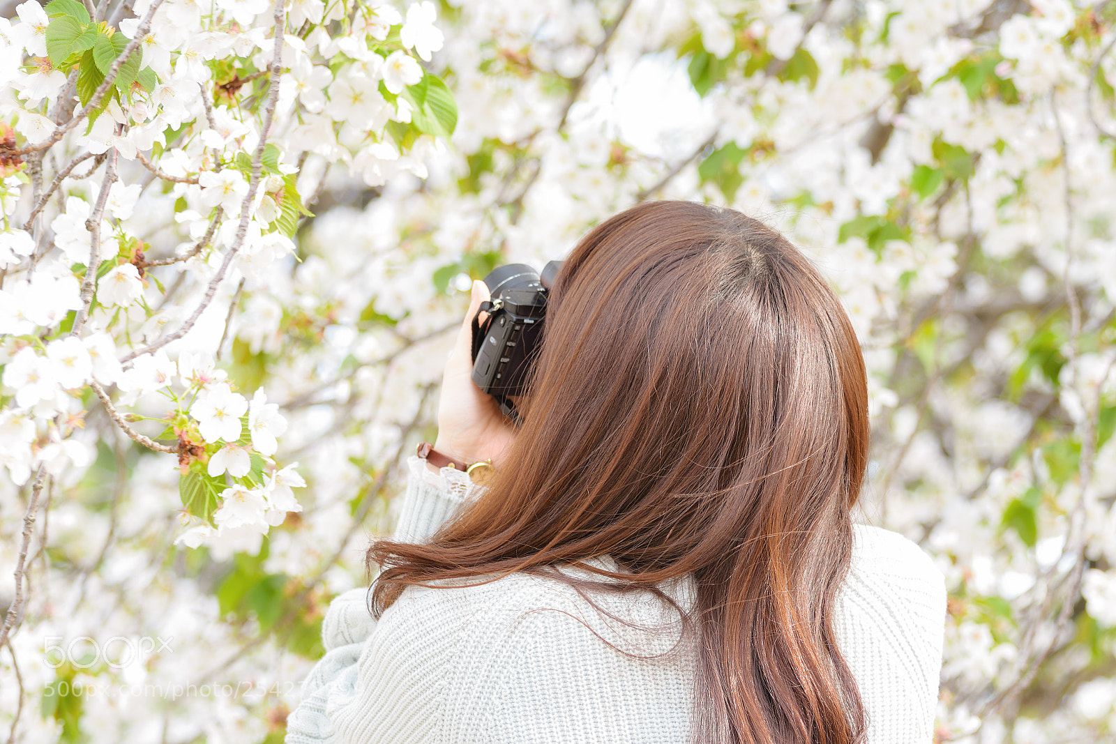 Nikon D7200 sample photo. Sakura photographer photography