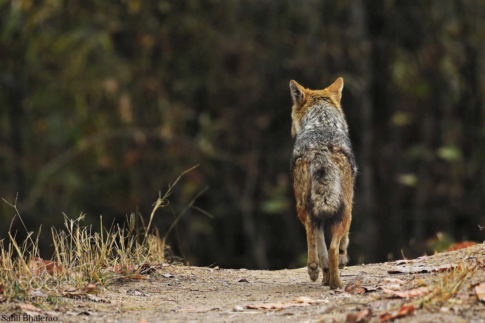 Nikon D500 sample photo. Jackal photography