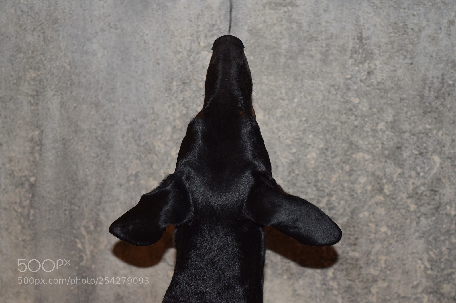 Nikon D5300 sample photo. Guess what? photography