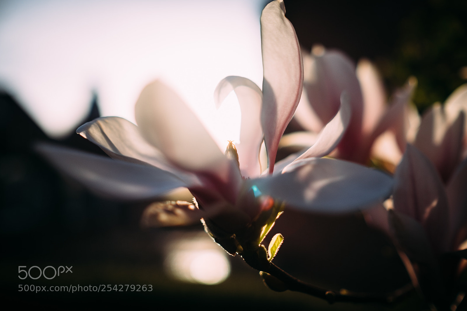 Fujifilm X-T1 sample photo. Magnolia photography