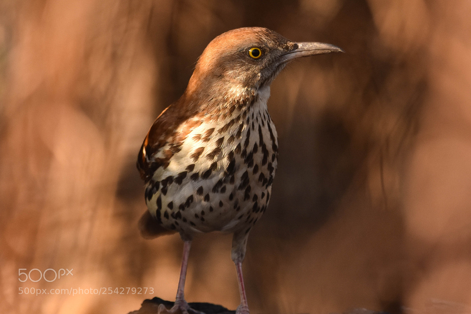Nikon D3400 sample photo. Brown thrasher photography