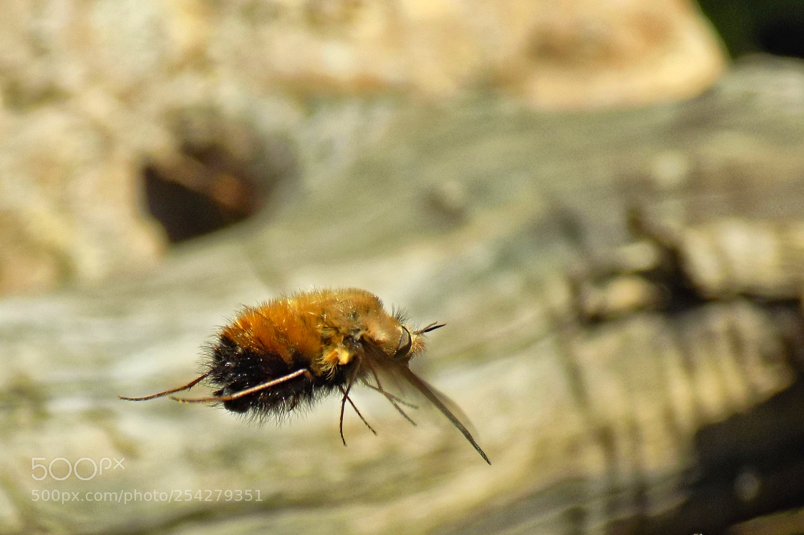 Nikon COOLPIX L330 sample photo. Insect..... photography