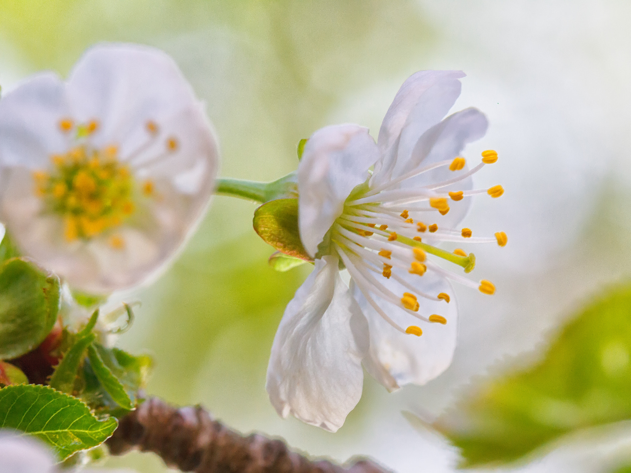 Canon EOS sample photo. Spring photography