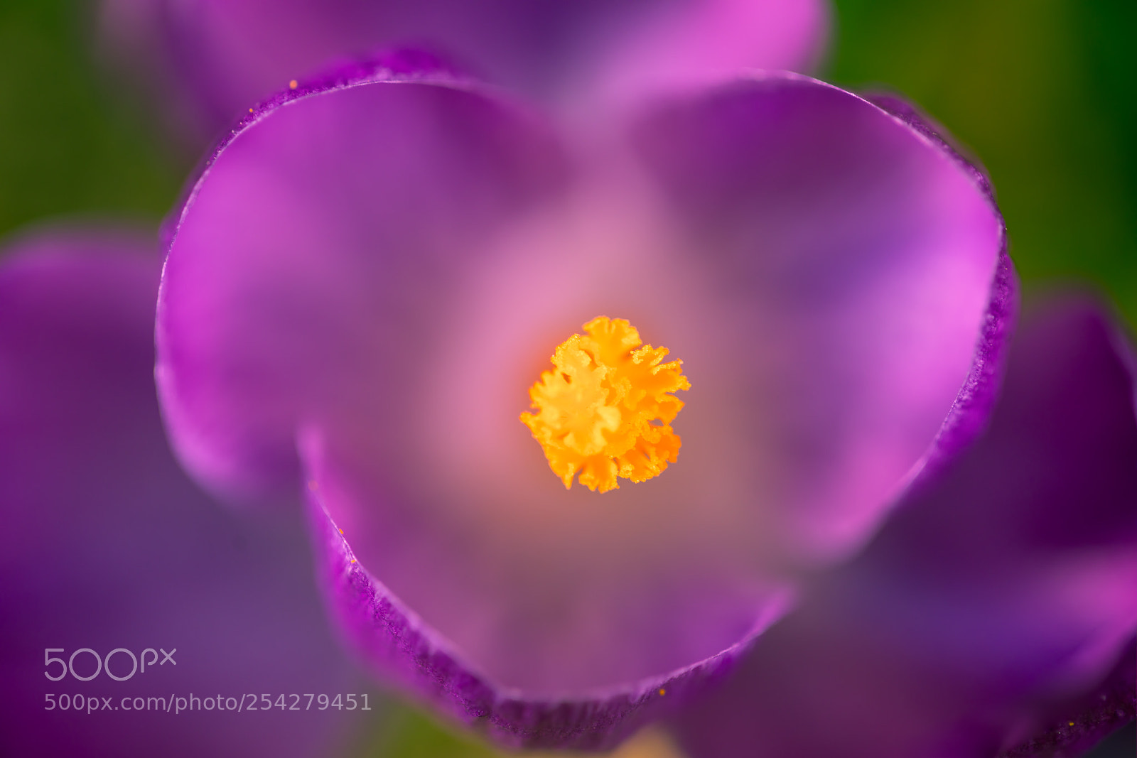 Canon EOS 5D Mark IV sample photo. Flower photography