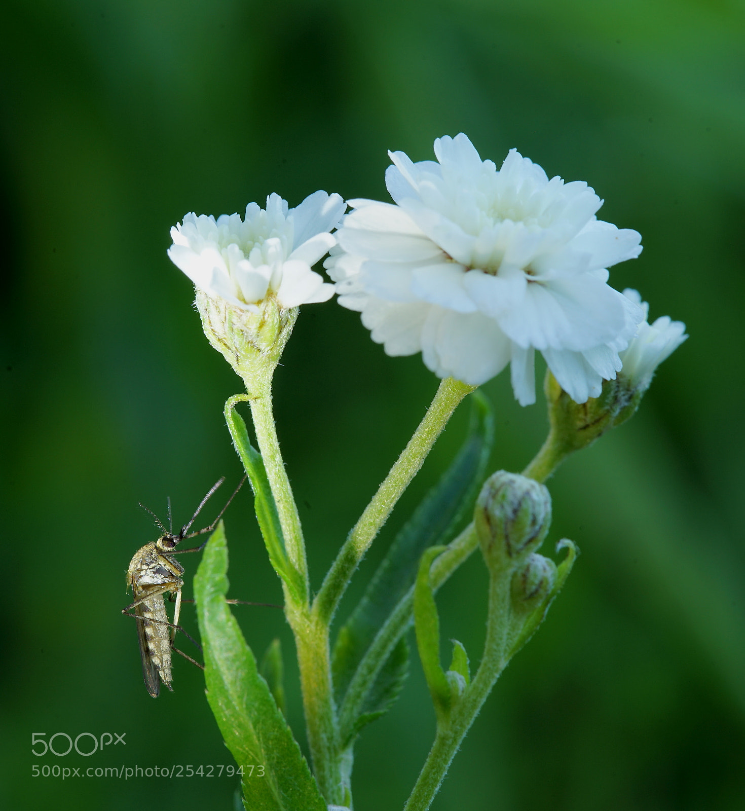 Sony a7 II sample photo. Gnat photography