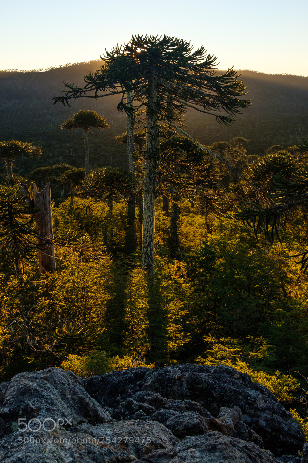 Fujifilm X-T2 sample photo. Araucaria photography