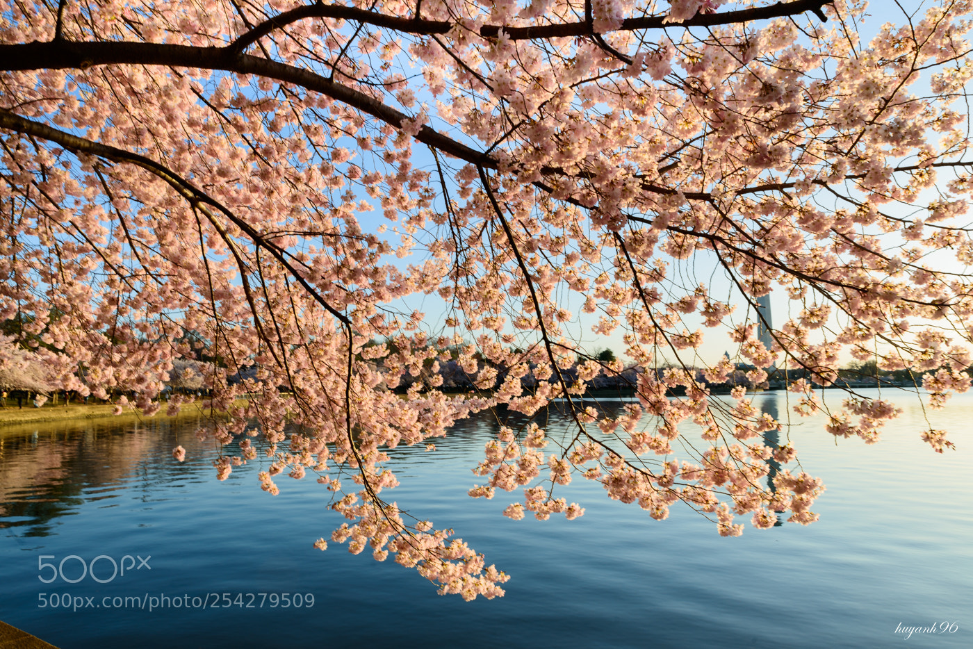 Nikon D800 sample photo. Cherry blossom photography