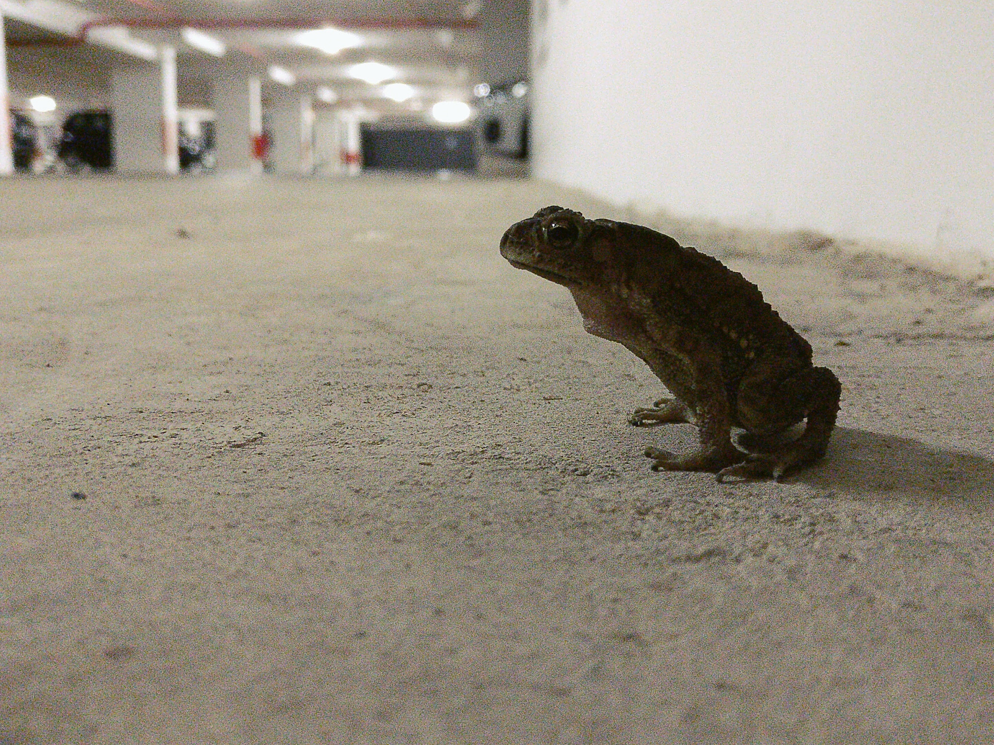 OnePlus A3010 sample photo. Frog. photography