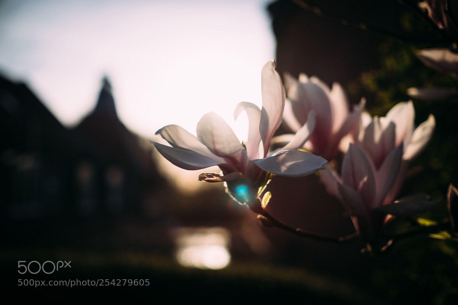 Fujifilm X-T1 sample photo. Magnolia is in bloom￼ photography