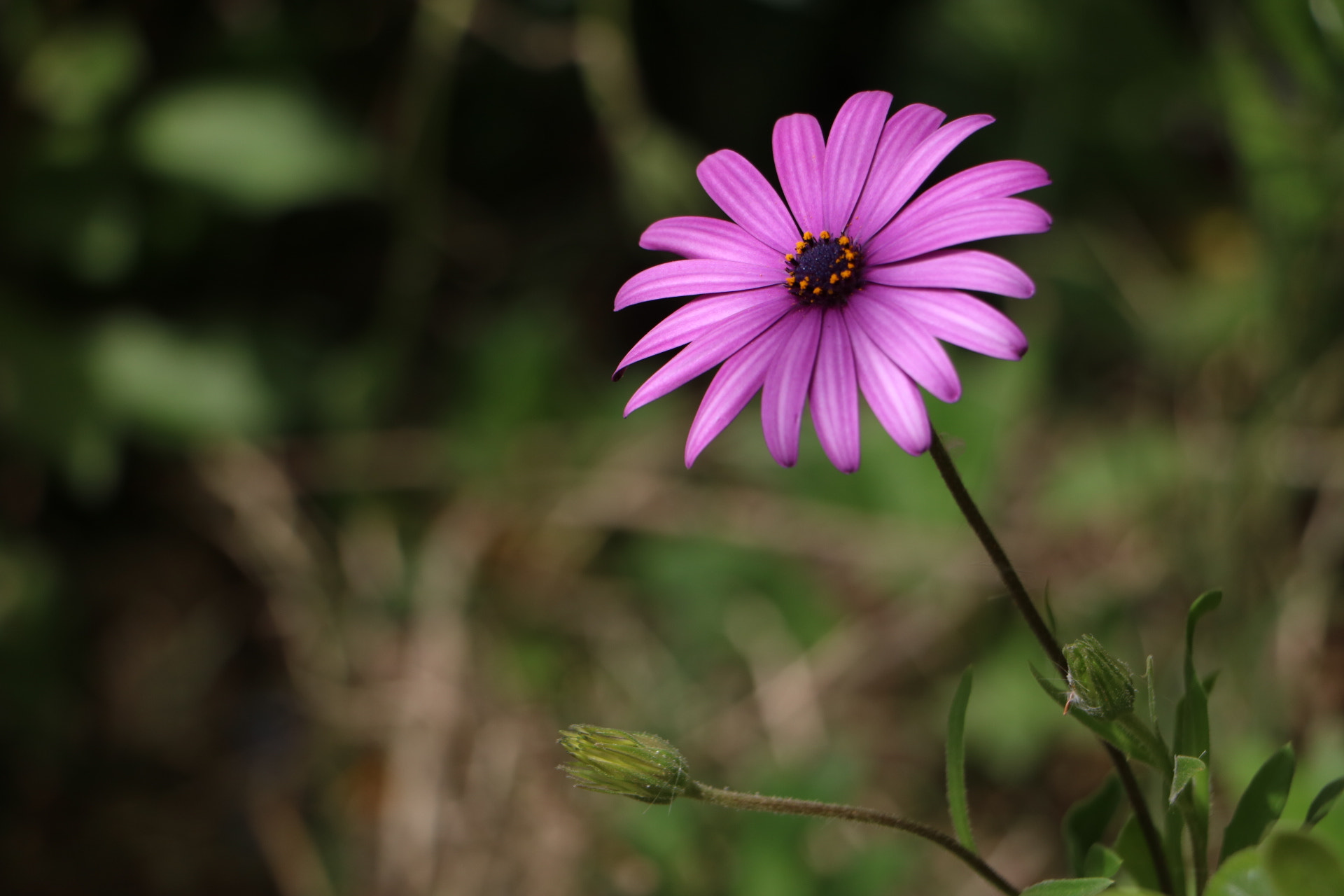 Canon EOS 760D (EOS Rebel T6s / EOS 8000D) + Canon EF-S 18-135mm F3.5-5.6 IS STM sample photo. Flower photography