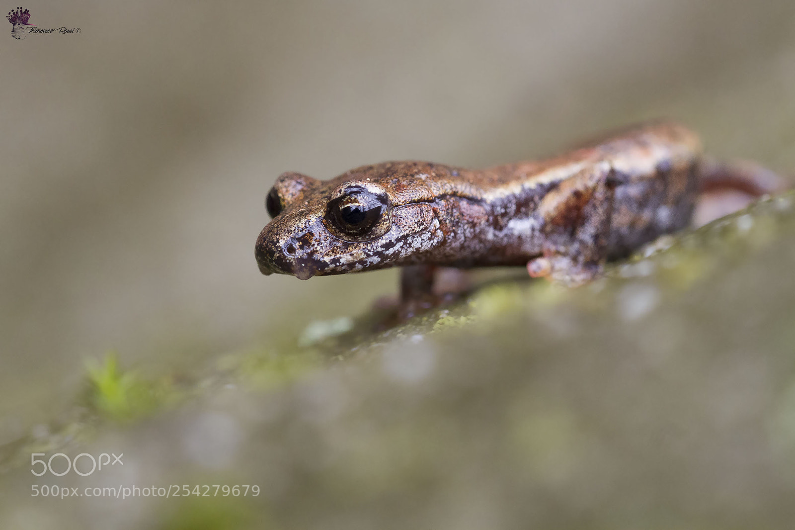 Canon EOS 7D sample photo. Italian cave salamander, geotritone photography