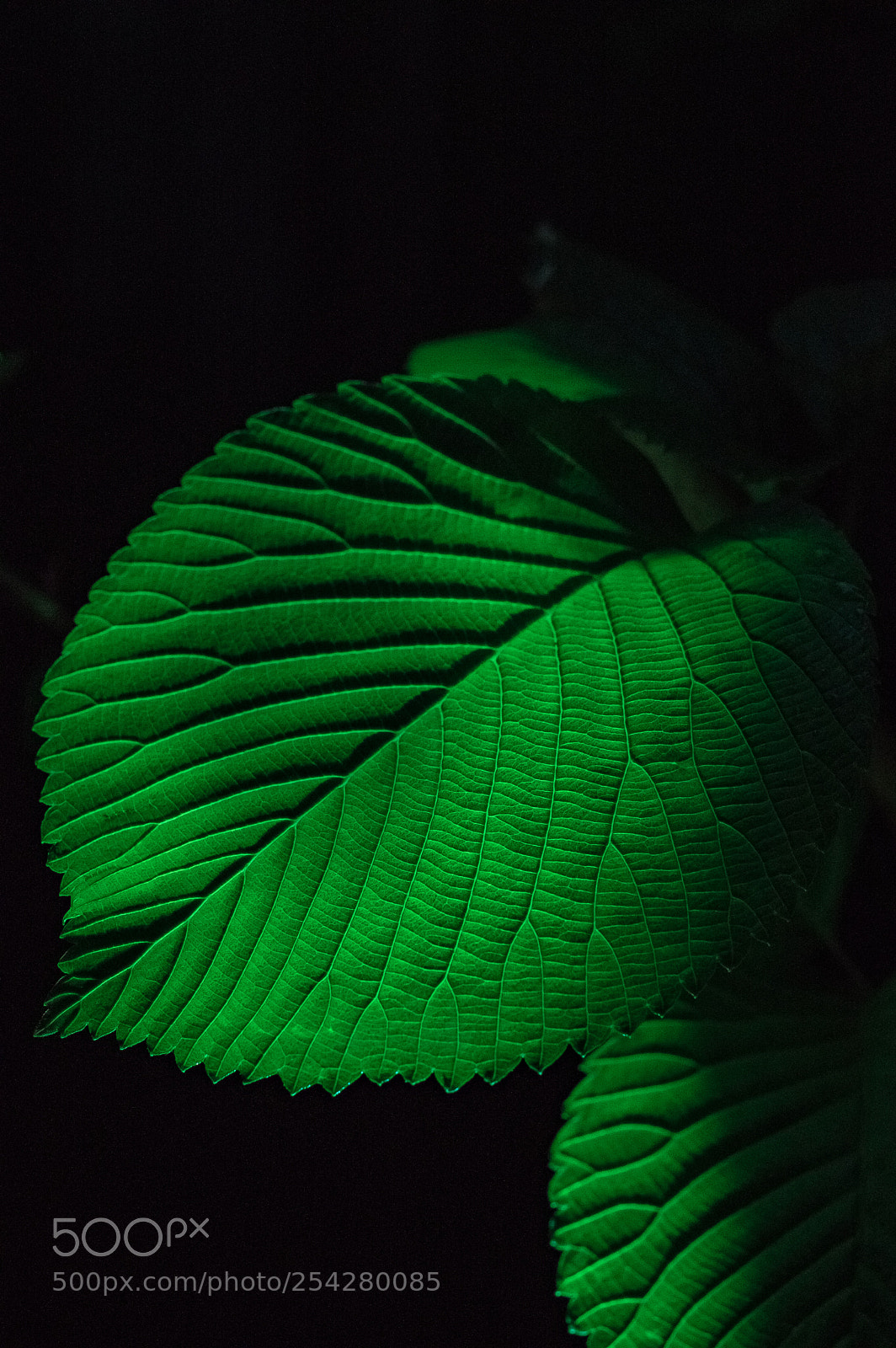 Pentax K-3 II sample photo. Leaves photography