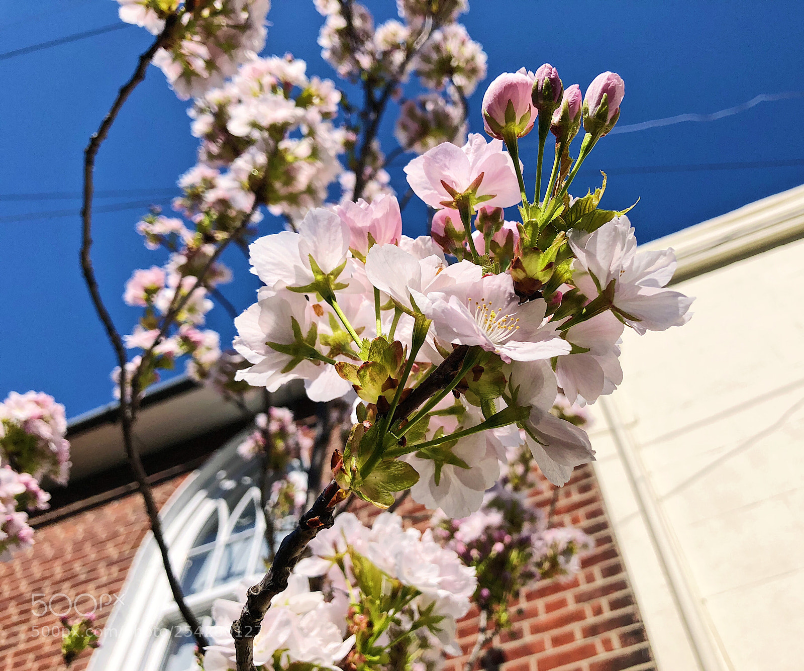 Apple iPhone 8 Plus sample photo. Spring, sunny& sakura photography