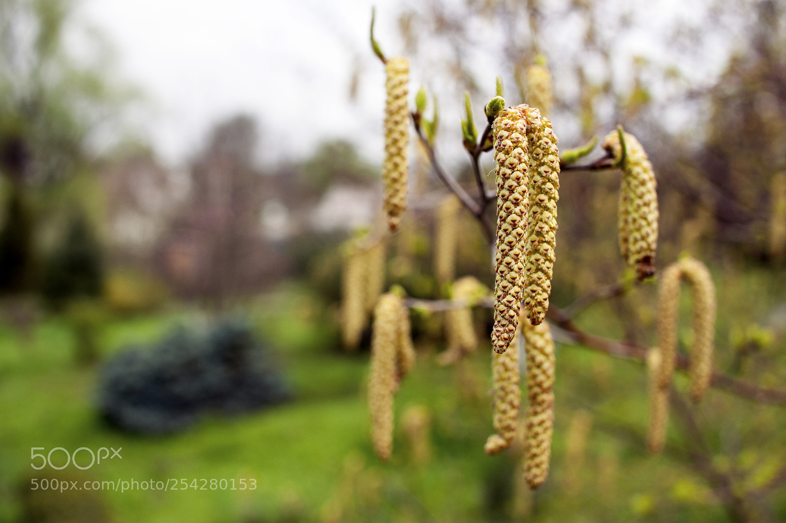 Canon EOS 500D (EOS Rebel T1i / EOS Kiss X3) sample photo. Spring background with branch photography